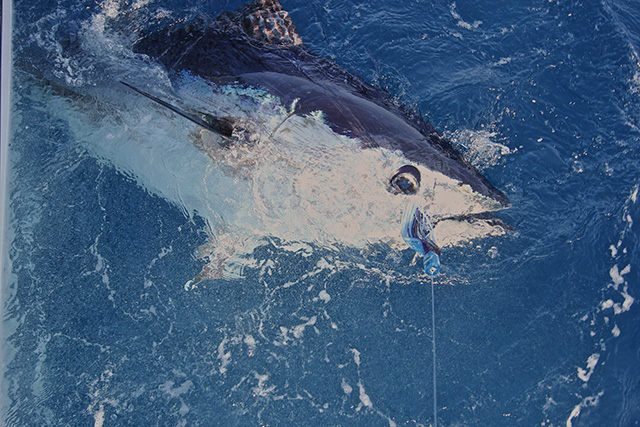 ANGLER: Julian Coyne SPECIES: Southern Bluefin Tuna WEIGHT: 121 kgs LURE: JB Lures 8" Little Dingo.